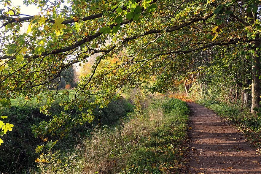 chemin forestier, chemin, des arbres, feuilles, forêt, l'automne, la nature, feuillage d'automne, rayon de lumière, randonnée