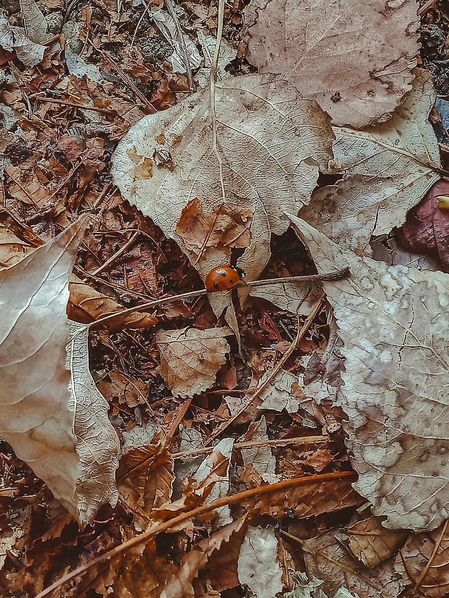 Blätter, Marienkäfer, Herbst, Insekt, Natur
