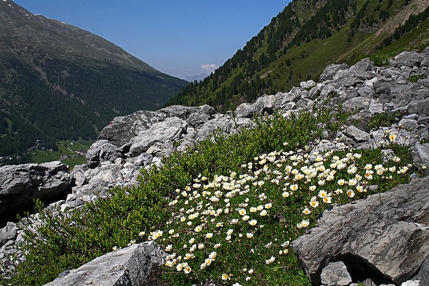bjerg, eng, Alperne, landskab, dal, blomster, natur, alpine eng