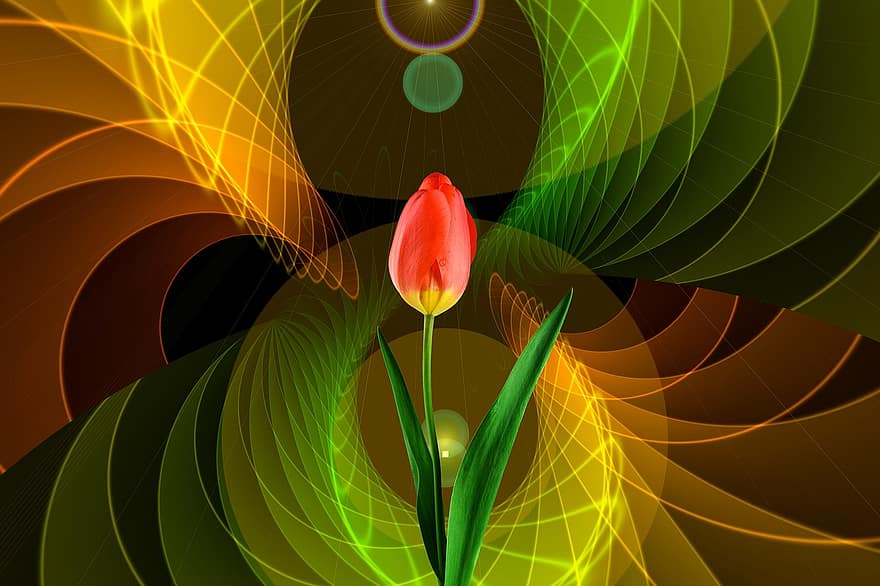 tulipa, flor, fundo, nebuloso, névoa, argolas, círculo, fractais, padronizar, estrutura, textura