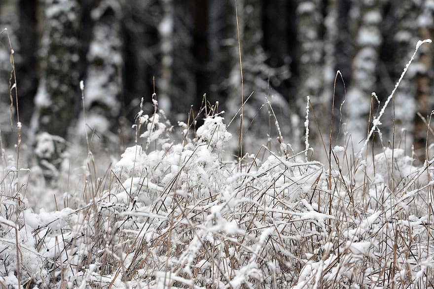 草、白樺、雪、霜、冬、森林、木、綿毛、自然