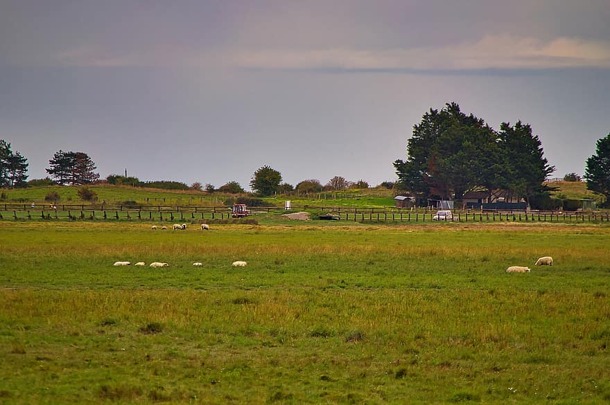 domba, binatang, paddock, tanah pertanian, ternak, mont saint michel, normandia