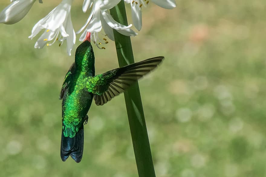 kolibri, putns, spārni, ziedi, zaļa, lidošana, putni