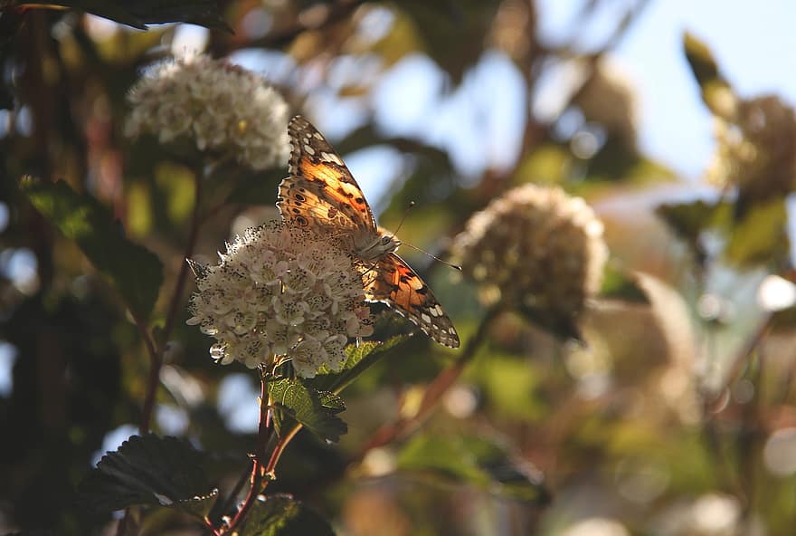 Painted Lady, Butterfly, Insect, Vanessa Cardui, Flowers, Blossoms, Wings, Plant, Garden, Nature, close-up