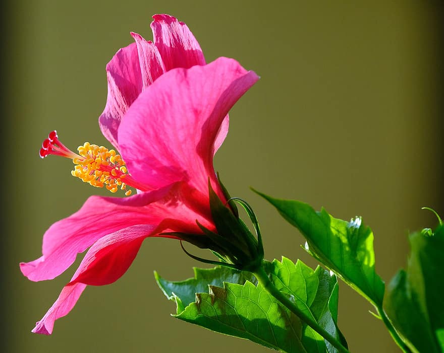 hibiscus, blomst, plante, lyserød blomst, kronblade, pistil, flor, blade, natur