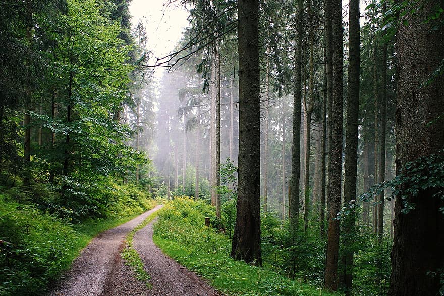 Camí, avets, bosc, boscos, boira, arbre, paisatge, color verd, sendera, escena rural, temporada
