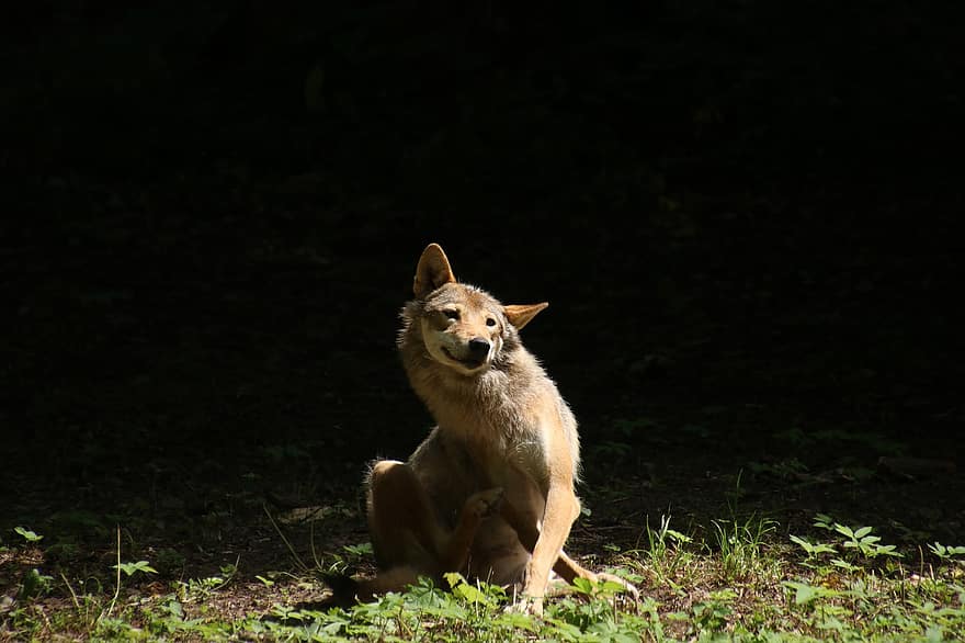 chó sói, động vật hoang da, thú vật, hoang vu, Thiên nhiên, chó, răng nanh, vật nuôi, dễ thương, chó thuần chủng, cún yêu