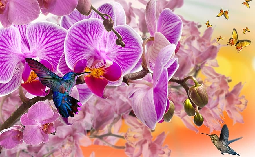 orquídies, orquídies morades, beija flor, naturalesa