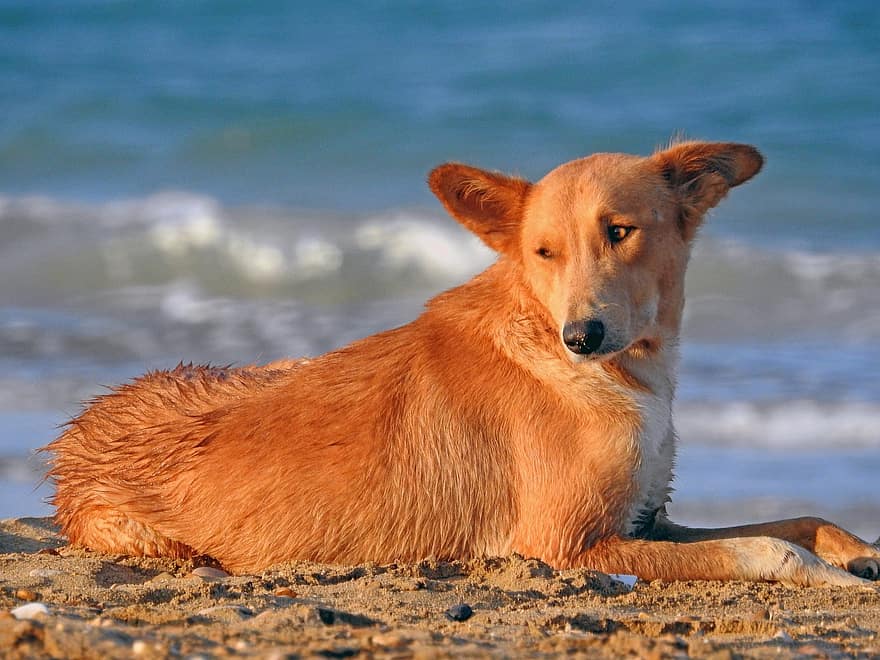 anjing, membelai, pantai, laut, hewan, imut, anak anjing, gembala, collie, retriever, pasir