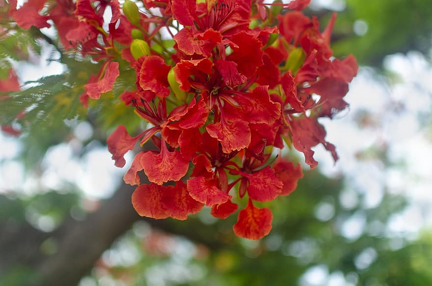 로얄 포인시아나, 꽃들, 화려한, 꽃잎, 붉은 꽃잎, 꽃, 플로라, 자연