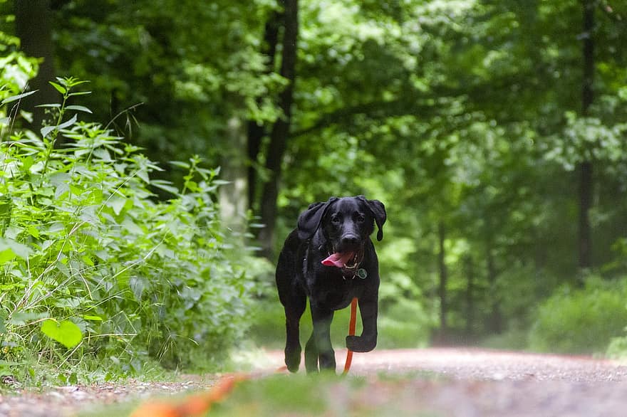 pies, czarny pies, Labrador, smycz, Pomarańczowa smycz, linka holownicza, Smycz treningowa, las, z dala