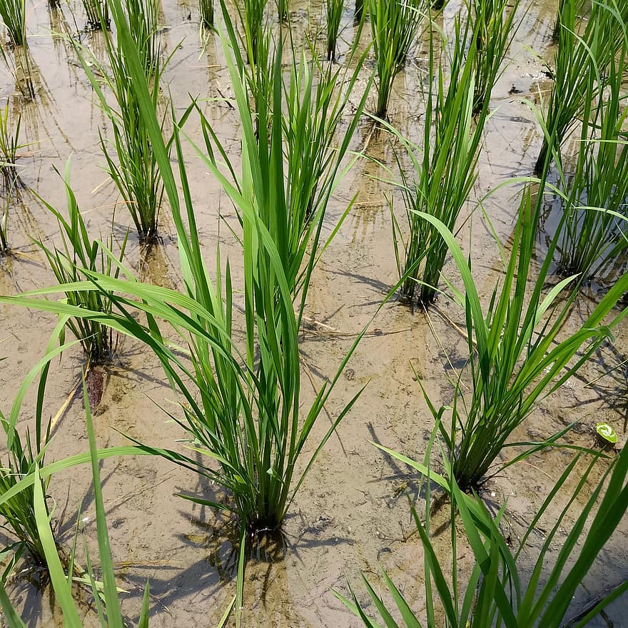 ryžiai, ryžių laukas, lauke, ūkis, Žemdirbystė, auginimo, kultivuoti