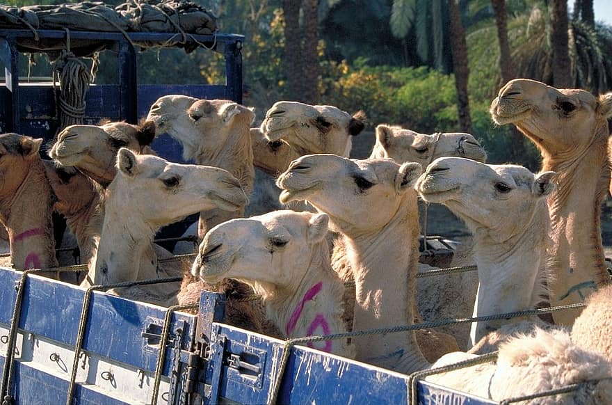 kamelit, eläimet, kuljettava, kuorma-auto, camelus, nisäkkäät