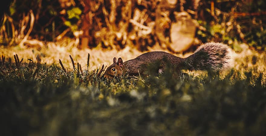 Squirrel, Chipmunk, Rodent, Mammal, Autumn, Forest, Cute, Outdoors, Lawn, Yard, Animal