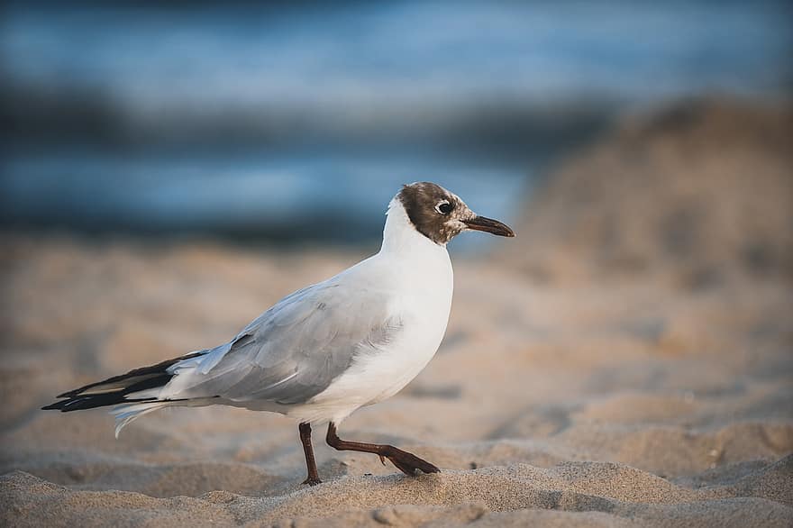 Black-headed Gull, Sand, Beach, Coast, Seashore, Gull, Small Gull, Seabird, Animal, Avian