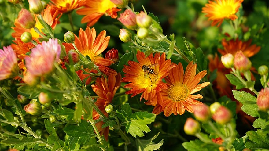 fleur, chrysanthème, pétales, abeille, pollen, pollinisation, buisson