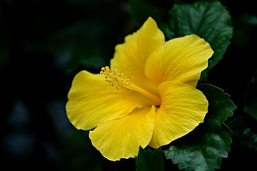 hibisco, Flor amarela, hibisco amarelo, jardim, flora, flor, natureza, fechar-se, folha, plantar, amarelo