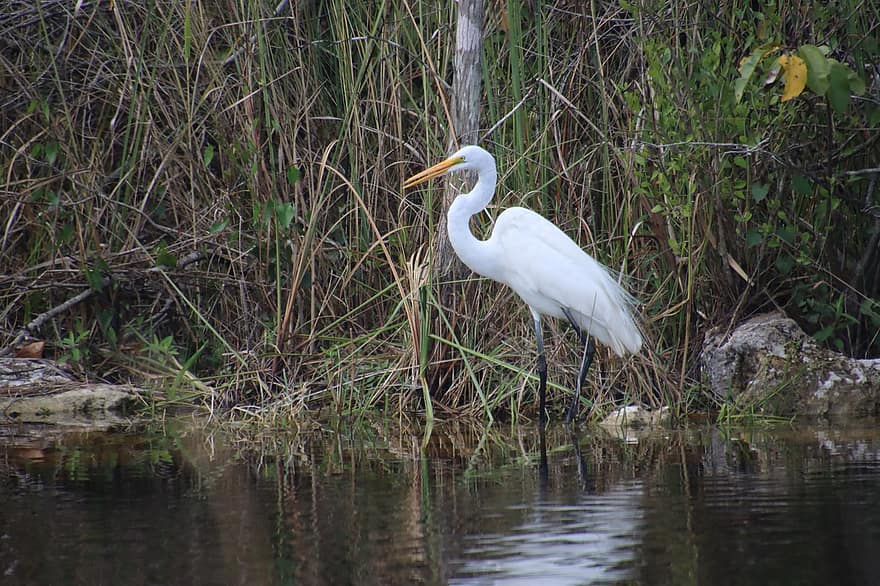 Bird, Crane, Water, Everglades, Ornithology, animals in the wild, egret, beak, feather, swamp, pond