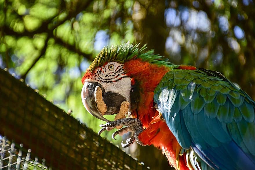 macaw, burung beo, burung, multi-warna, paruh, bulu, hewan peliharaan, iklim tropis, biru, kuning, binatang di alam liar