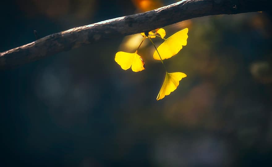 listy, Příroda, podzim, sezóna, venku, makro, ginkgo biloba, list, strom, žlutá, větev