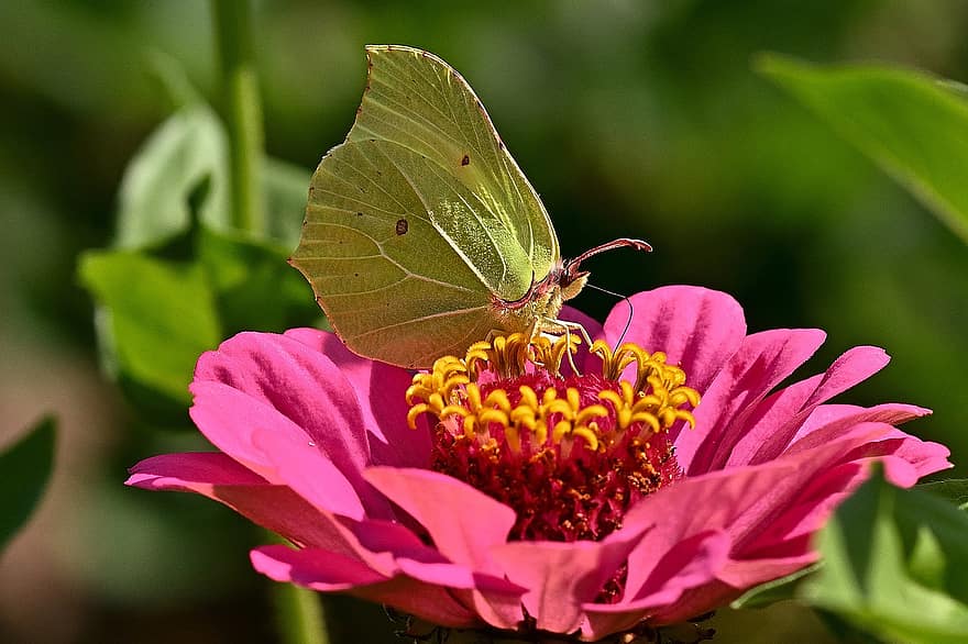 sommerfugl, Vanlig svovel sommerfugl, blomst, Zinnia, rosa blomst, rosa zinnia, blomstre, anlegg, blomstrende plante, prydplante, pollinator