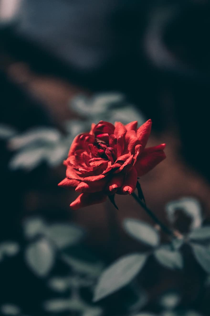 троянда, Червона роза, Червона квітка, сад