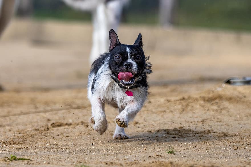pes závod, dostihy psů, pes běží, Pes, běží, běh, běžící pes, závody, francouzský buldoček, zvíře, závod