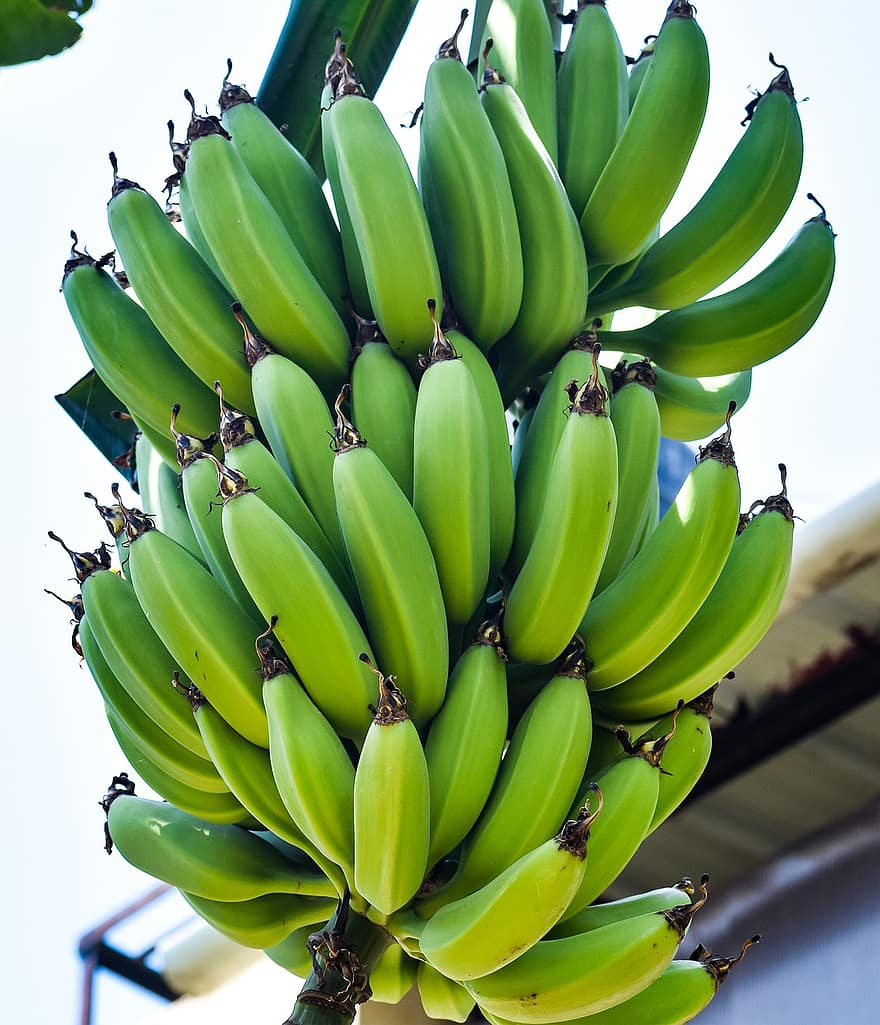 banány, chomáč, ovoce, organický, jídlo, čerstvý, zdravý, přírodní, sladký, vegetariánský, vitamín
