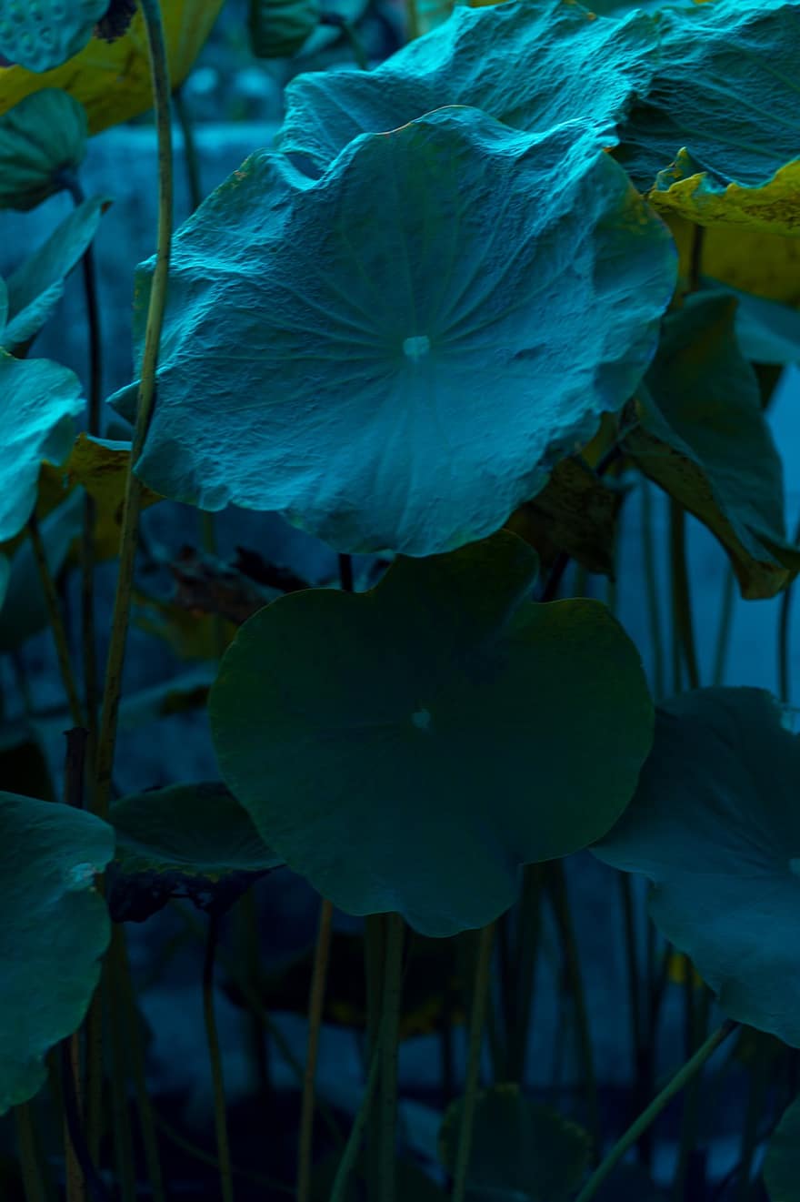 Plant, Growth, Nature, Botany, Aquatic Plants, Macro Photography, Lotus Leaf, leaf, close-up, flower, summer