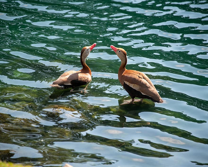 Duck, Black-bellied Whistling Duck, Water, Lake, Waterfowl, Nature, Saint Charles, Missouri, Bird