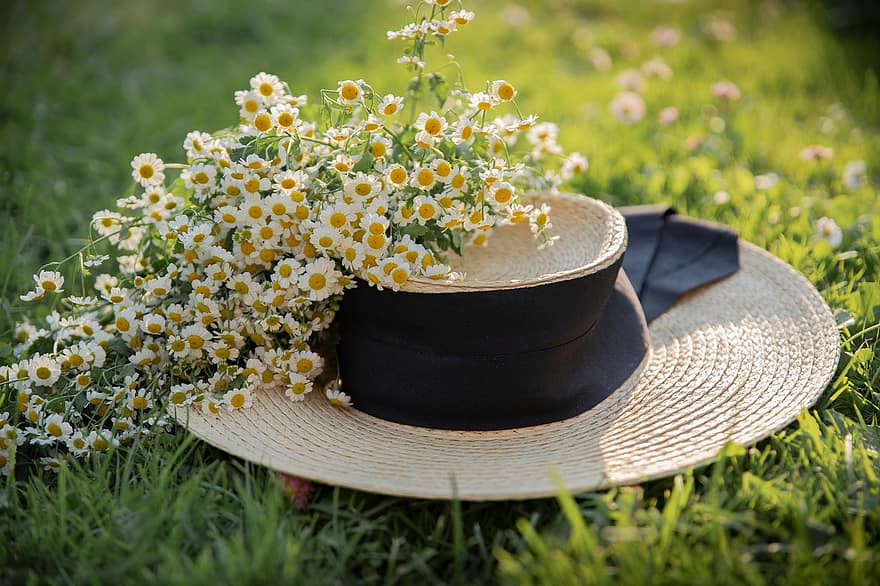 kapelusz, rumianek, lato, kwiaty, kwiat, roślina, moda, kobieta, dziewczynka, trawa