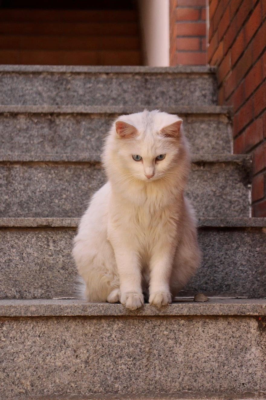 macska, házi kedvenc, lépcsők, állat, fehér macska, belföldi, macskaféle, emlős, aranyos, háziállat, házimacska