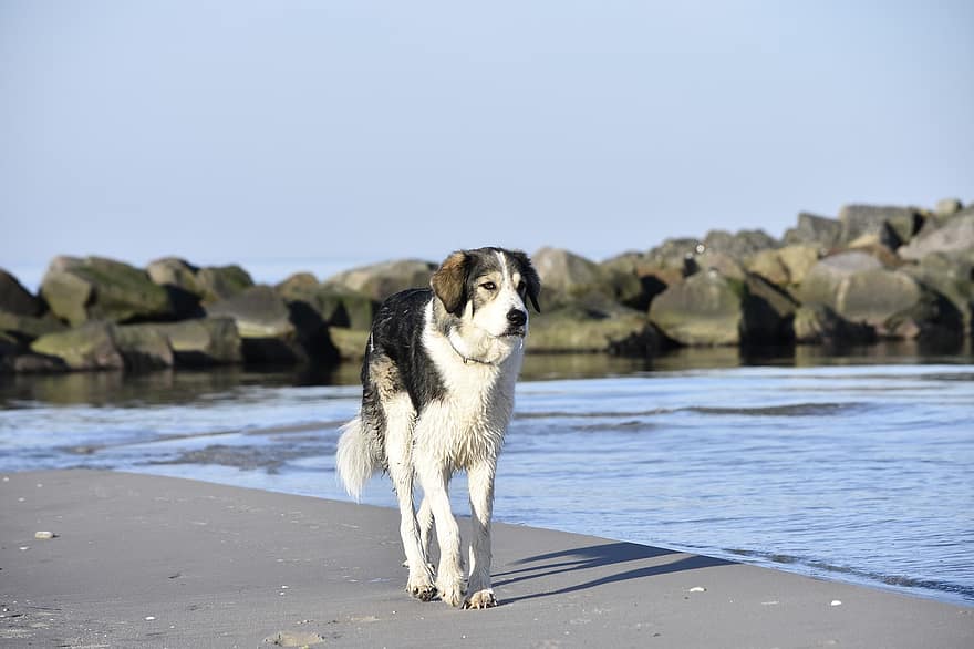 pies chroniący stado, woda, morze, plaża, pies, zrelaksowany, powierzchnia, hybrydowy, Pies na co dzień