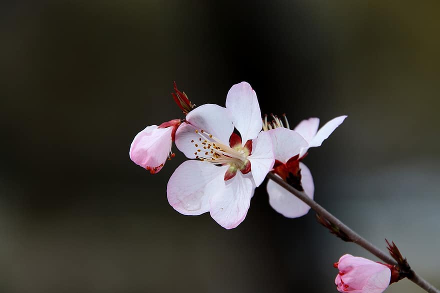 цветение персика, цветы, весна, розовые цветы, почки, лепестки, цветение, цвести, ветка, дерево, Флора