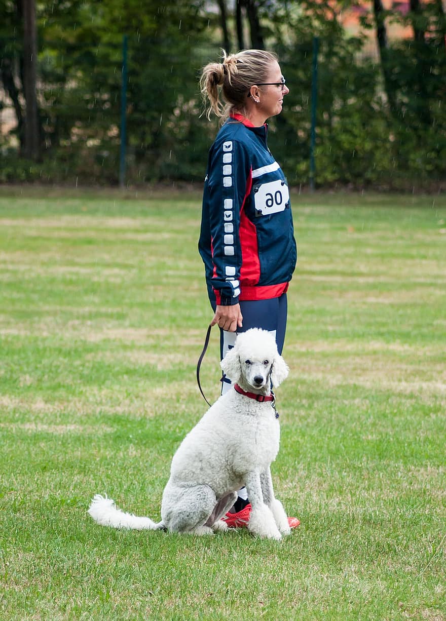 cão, humano, equipe, esporte, torneio, Dog Sport, companheiro, Exame de Cachorro, teste de equipe, Treinamento