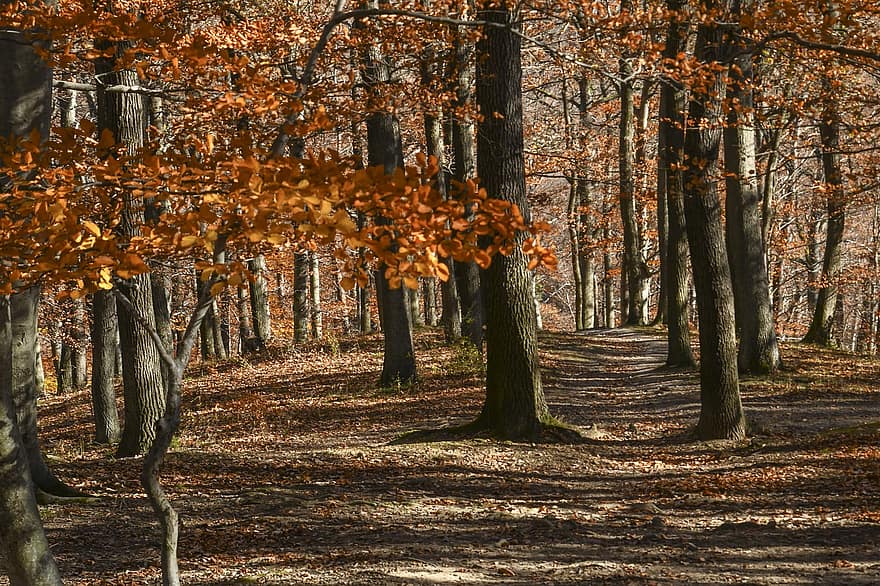 bosque, árboles de haya, naturaleza, otoño, temporada, al aire libre