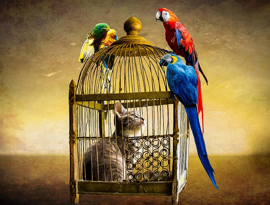 животни, котка, птица, папагал, ара, клетка, хванат, затвор, сигурност, хвърлен в затвора, дом