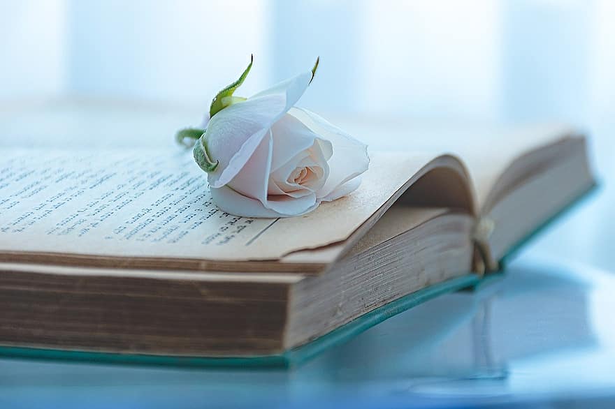 książka, kwiat, botanika, Róża, kwitnąć, czytanie, zakładka, nostalgia, wiedza, umiejętności, otwarta książka, mól książkowy