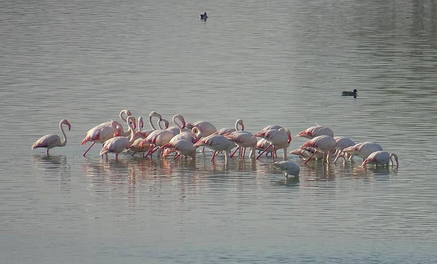 lintuja, suurempi flamingoja, järvi, phoenicopterus roseus, villieläimet, luonto, vesi, eläimiä, ryhmä, sulka, nokka