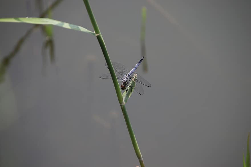 dragonfly, insekt, stilk, dyr, vinger, anlegg, akvatisk plante, dam, natur, nærbilde