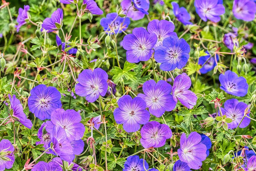 geranio, las flores, planta, flor, floración, geranio prado, flor Purpura