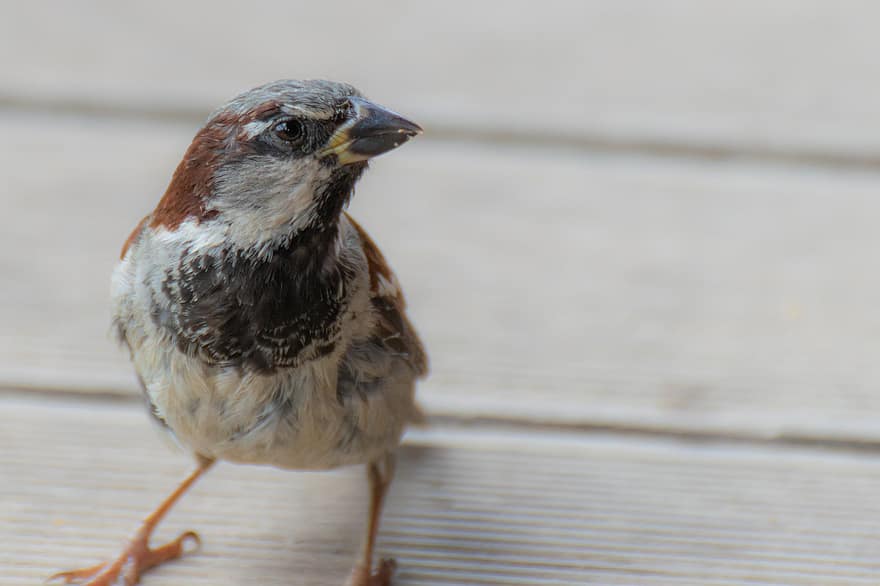 Sparrow, Bird, Animal, Fauna, House Sparrow, Passer Domesticus