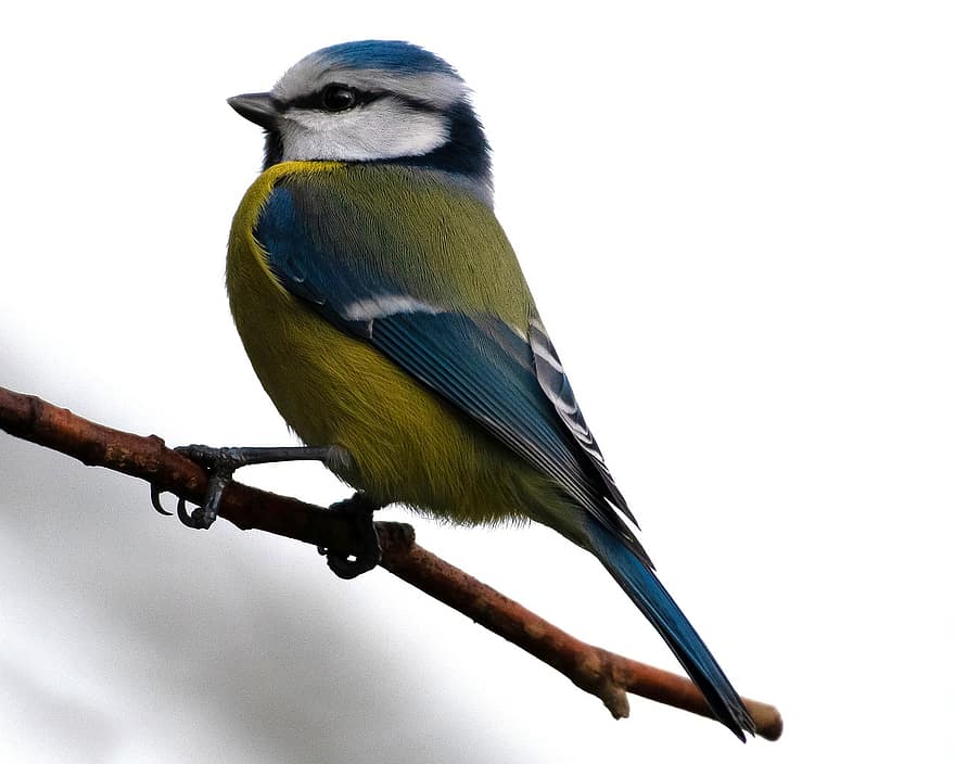 blå tit, fugl, tit, perched, perched fugl, fjer, fjerdragt, ave, aviær, ornitologi, Fuglekiggeri