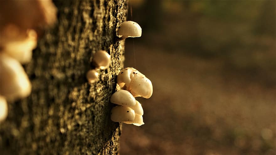фарфоровый гриб, грибы, природа, боке, микология, грибные сорта, лесные грибы, oudemansiella mucida