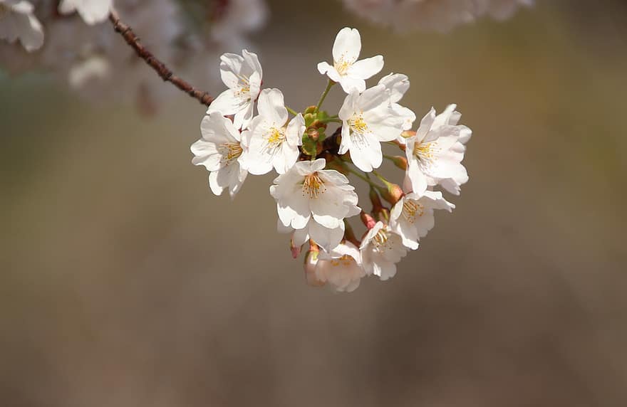 桜の花、フラワーズ、春、さくら、咲く、花、ブランチ、木、自然、閉じる、工場
