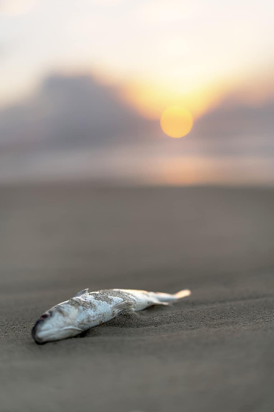 Dead Fish, Ocean Pollution, Mother Earth, Environment
