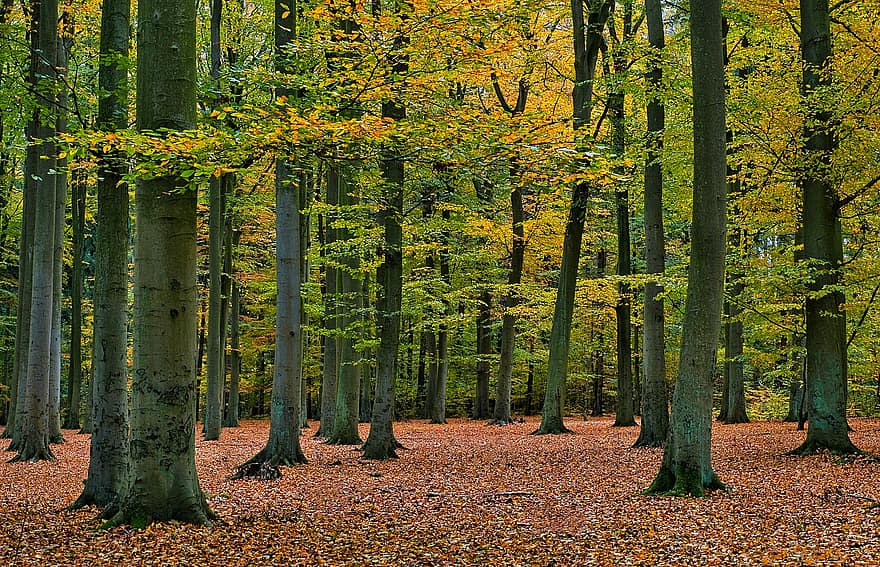 Wald, Buche, fallen, Blätter, Baum, Herbst, Blatt, Gelb, Jahreszeit, mehrfarbig, Landschaft
