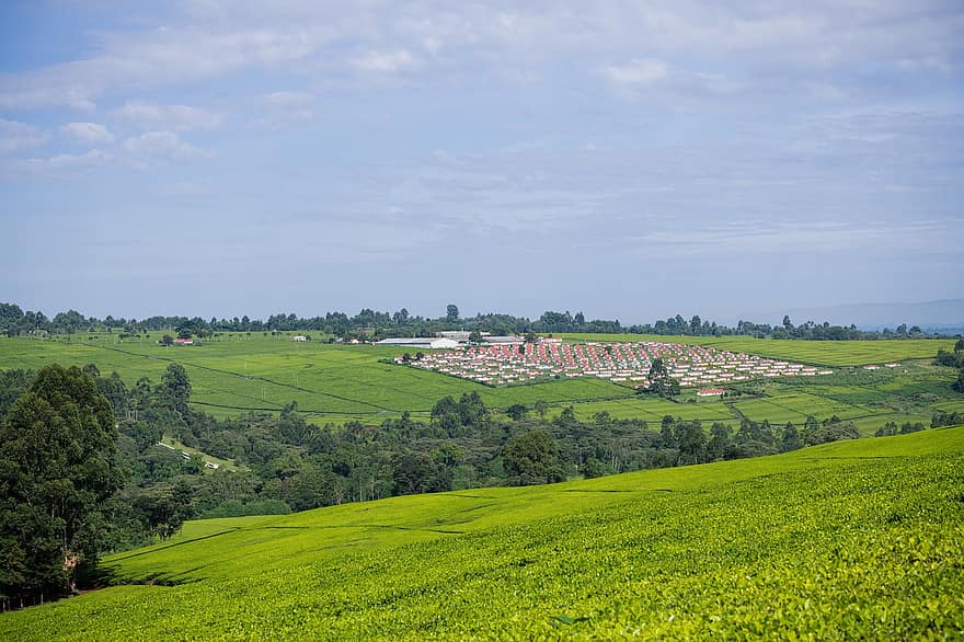 плантація чаю, кенія, землеробство, сільське господарство, природи, сільській місцевості, сільський