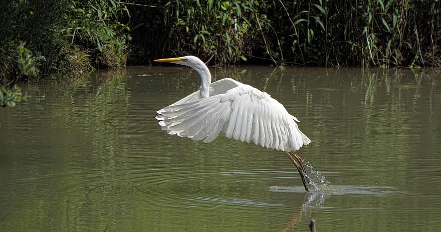 egret, gran egreta, ocell, plomatge, ales, bec, blanc, aviària, vol, aigua, salvatge