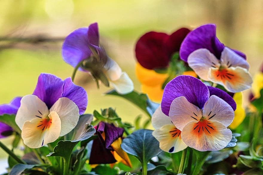 цветя, трицветна теменуга, пружина, природа, ботаника, разцвет, цвят, растеж, цвете, растение, лилаво